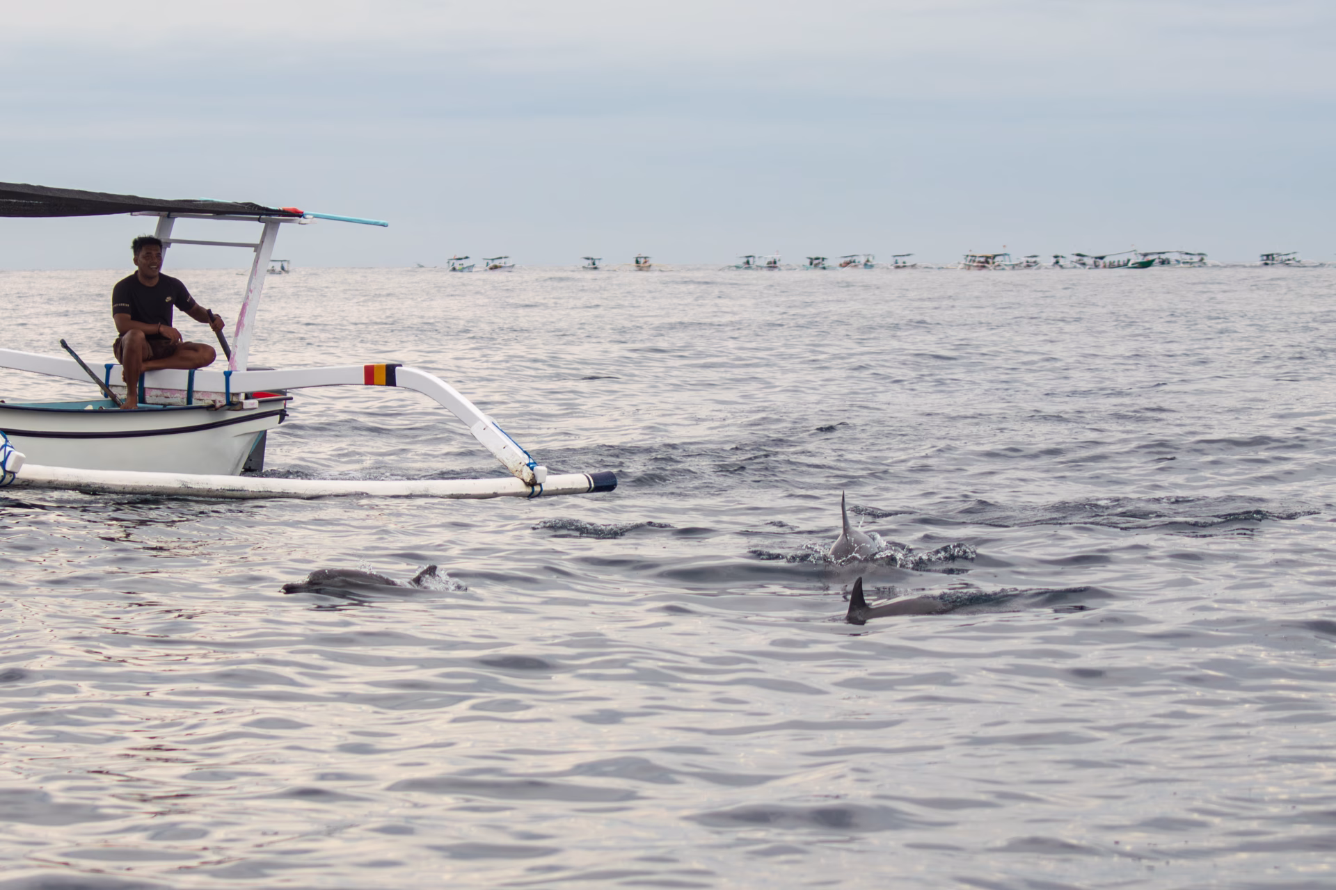Des dauphins devant un bateau lors d'un tour à dauphins à Lovina Beach, Bali