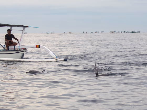 Indonésie, Bali – Maman nage avec des dauphins pour son anniversaire