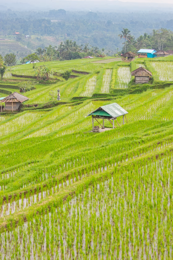 Indonesia, Bali – Waterfalls, Buddhist temple, Coffee & Rice Terraces: Gems of Central Bali