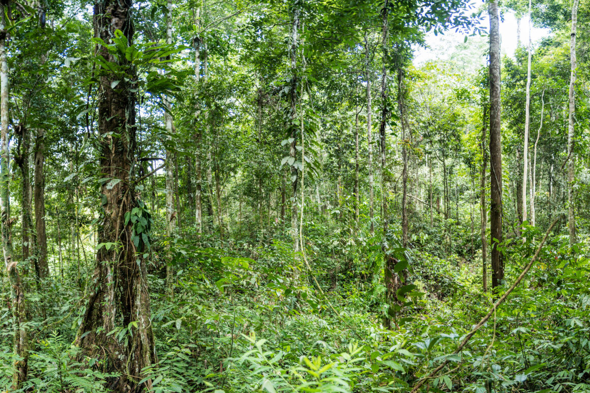 Sumatra – Jungle et Orangs-outans