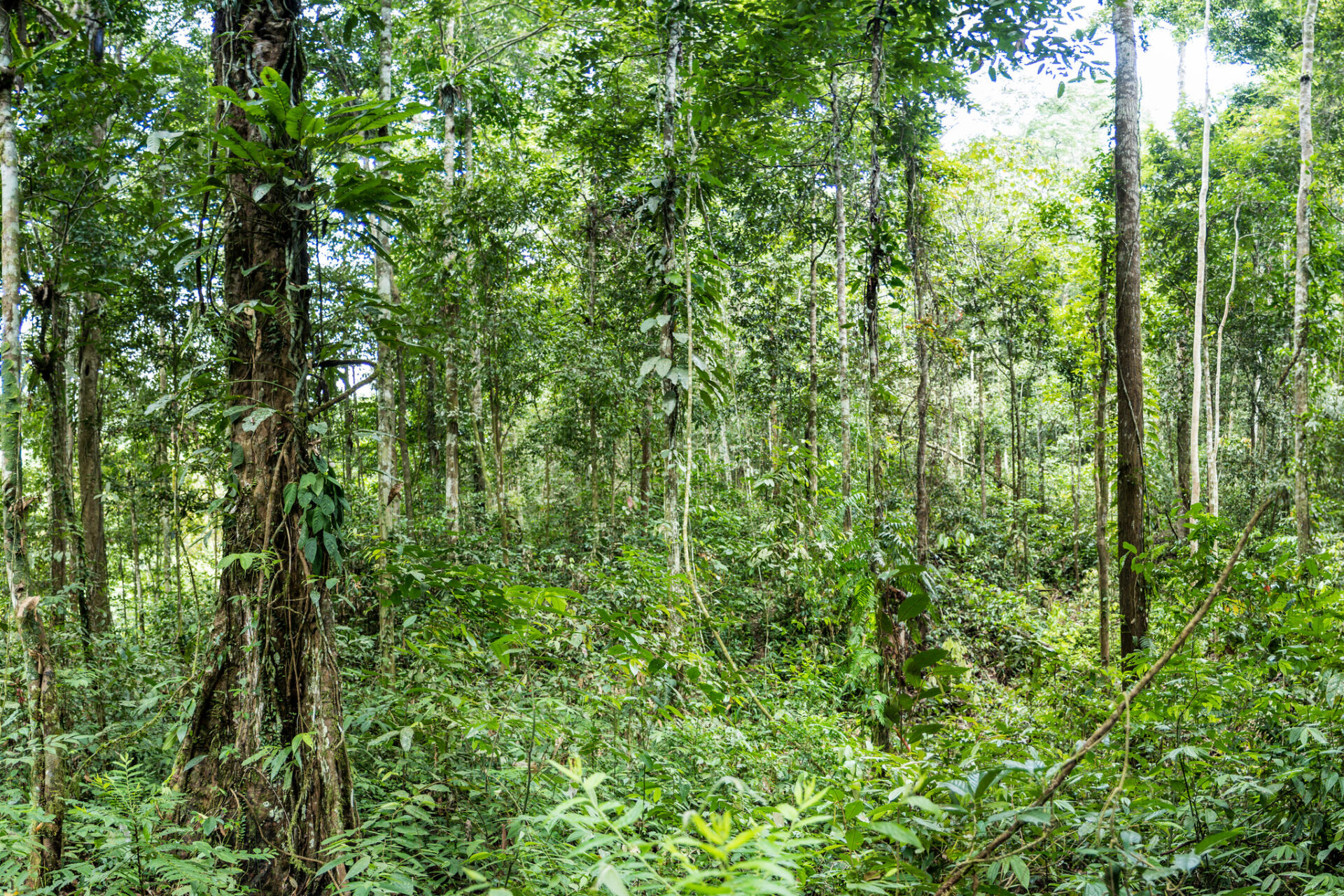 Sumatra – Jungle et Orangs-outans Sumatra – Jungle et Orangs-outans