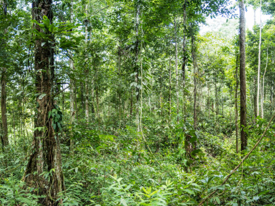 Sumatra – Jungle et Orangs-outans Sumatra – Jungle et Orangs-outans