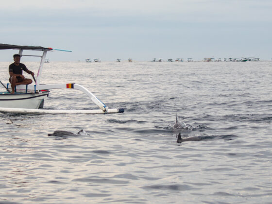 Indonesia, Bali – Bali Dolphin Watching Tour: Mom Swimming with Dolphins for Her Birthday Indonesia, Bali – Bali Dolphin Watching Tour: Mom Swimming with Dolphins for Her Birthday
